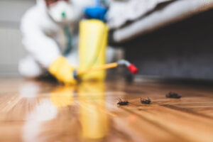 Bed Bug Control